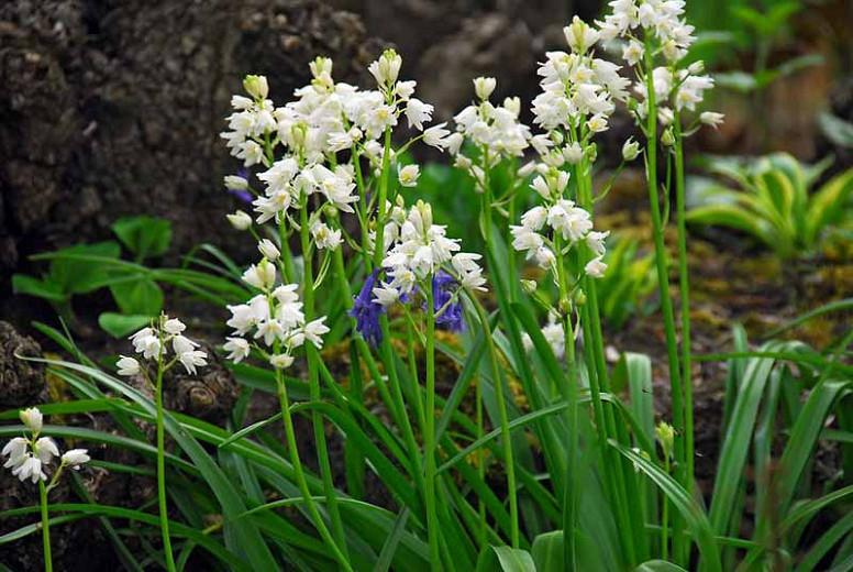 Hyacinthoides Hispanica 'White City', Spanish Bluebells 'White City', Wood Hyacinth 'White City', Scilla hispanica 'White City', Scilla Campanulata 'White City', While Flowers,